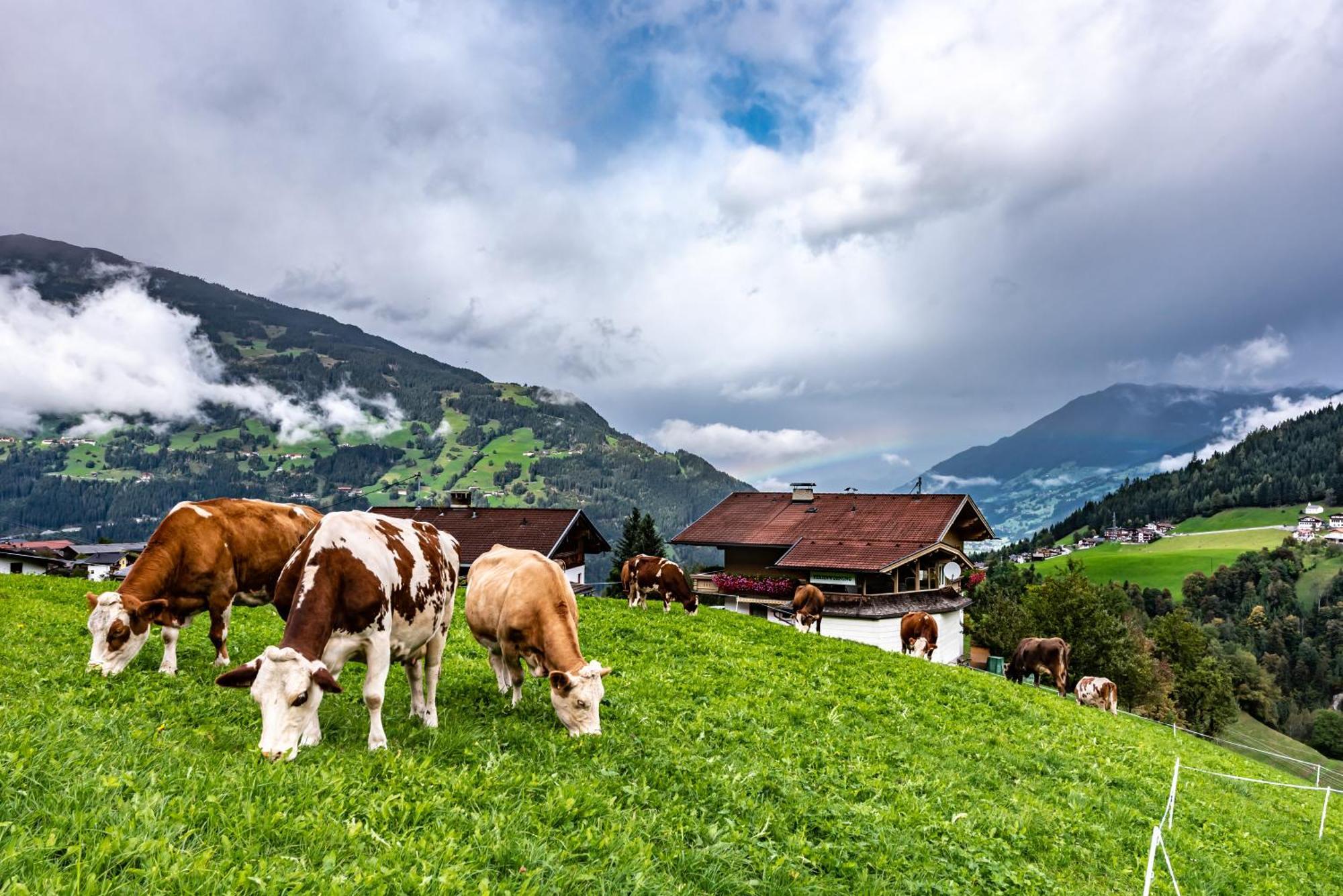 Ferienwohnung Ausblick Zillertal Hainzenberg Ngoại thất bức ảnh